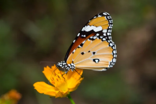 Danaus Genutia Cramer Sur Fleurs Jaunes Danaus Genutia Cramer Sur — Photo