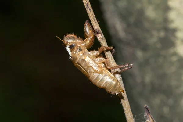 Cicada Κέλυφος Στα Κλαδιά Cicadas Molt Στο Φλοιό — Φωτογραφία Αρχείου