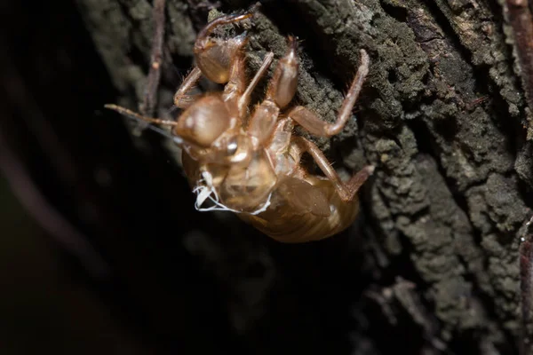 Cicada Shell Branches Cicadas Molt Bark — Stock Photo, Image