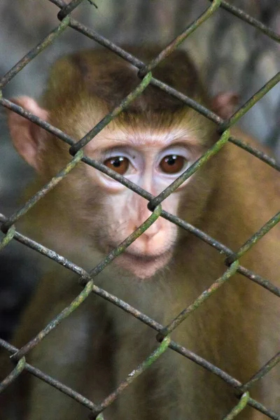 The monkey was trapped in a cage without freedom.