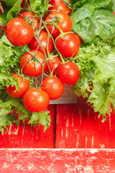 Pomidorów i świeżej sałaty — Zdjęcie stockowe