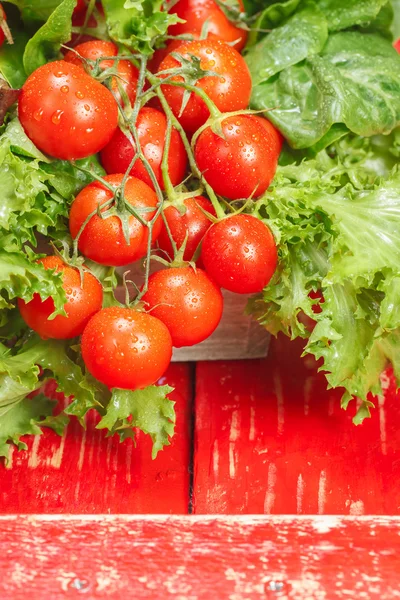 Tomate y lechuga fresca — Foto de Stock