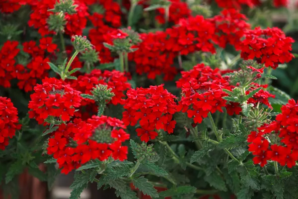 Bellissimo fiore di petunia — Foto Stock