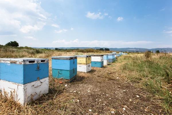 牧草地で木製のミツバチの巣箱 — ストック写真