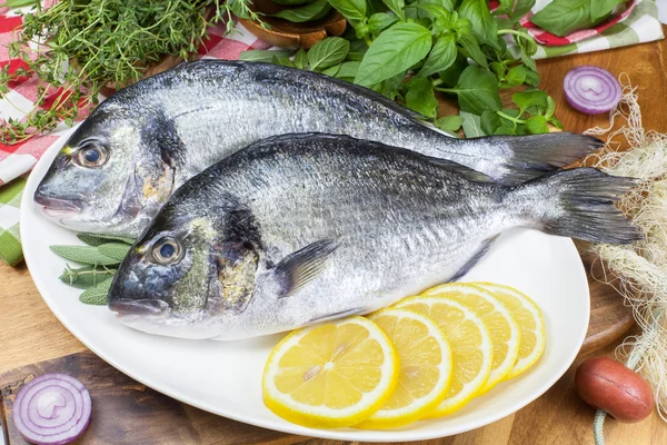 Gilt-hoofd bream — Stockfoto