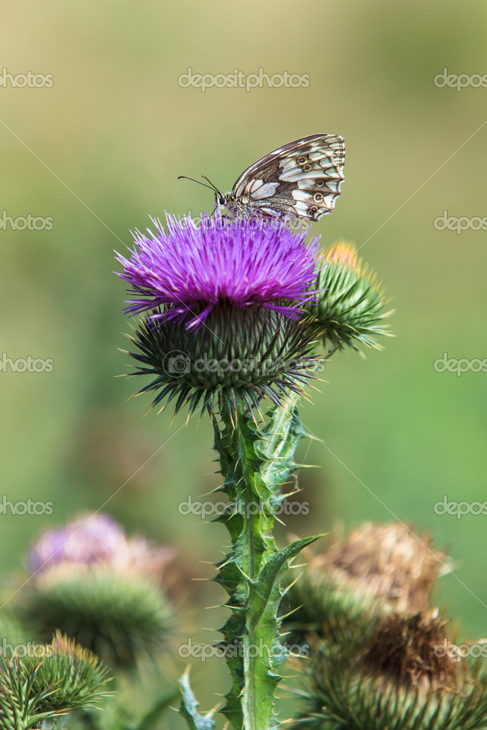 Mariposa blanca de mármol sobre una flor de cardo: fotografía de stock © Slast #42698687 | Depositphotos Mariposa blanca de mármol sobre una flor de cardo: fotografía de stock © Slast #42698687 | Depositphotos