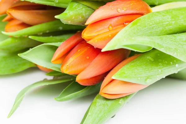 Lindas tulipas laranja — Fotografia de Stock