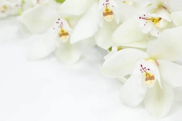 Flores brancas das orquídeas — Fotografia de Stock