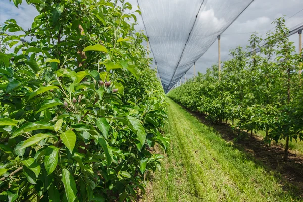 Apple orchard