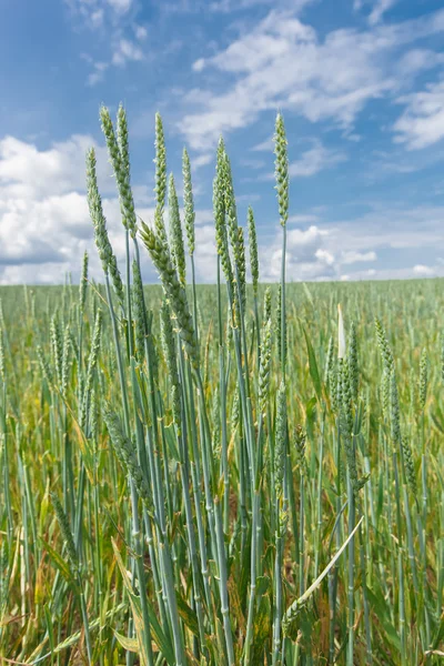 小麦。有機小麦作物の詳細 — ストック写真