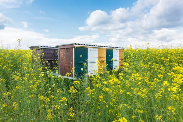 Bienenstöcke aus Holz auf der Ölsaatenwiese — Stockfoto