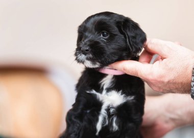 Tibetli teriyer köpeği. Küçük siyah beyaz Tibet teriyeri köpek yavrusu itaatkar bir şekilde oturuyor. Seçici odak, boşluğu kopyala