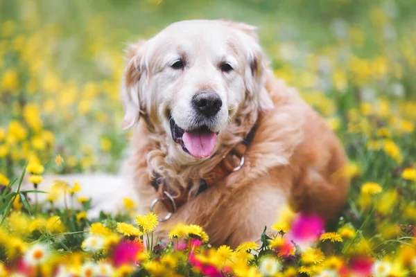 Retrato Cão Golden Retriever Sênior Deitado Fora Entre Flores Silvestres — Fotografia de Stock