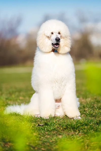 Caniche Real Branco Com Olhar Curioso Boca Aberta Sentado Com — Fotografia de Stock