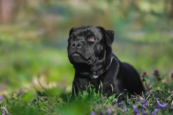Portret Angielskiego Szczeniaka Staffordshire Bull Terrier Leżącego Trawie Wiosną Lub — Zdjęcie stockowe
