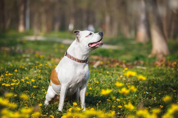 Inglês Staffordshire Touro Terrier Cão Fêmea Sentado Grama Primavera Verão — Fotografia de Stock