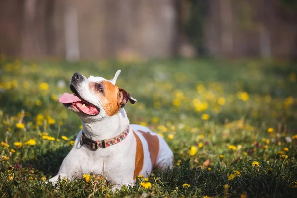 Retrato Belo Cão Terrier Touro Staffordshire Deitado Meio Uma Floresta — Fotografia de Stock
