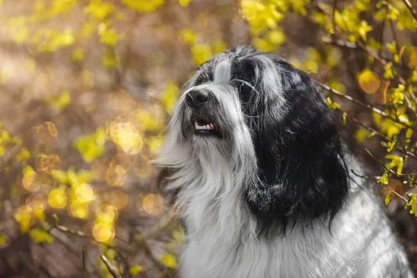 Feliz Cão Terrier Tibetano Sentado Entre Flores Primavera Dia Ensolarado — Fotografia de Stock