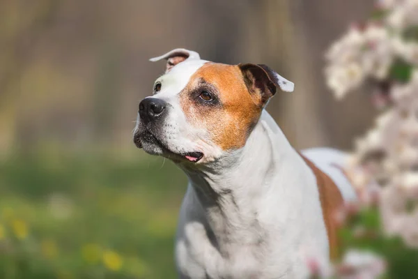 Retrato Belo Cão Terrier Touro Staffordshire Entre Flores Dia Ensolarado — Fotografia de Stock