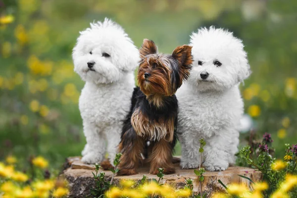 Três Cães Várias Idades Raça Sentado Obedientemente Floresta Dois Deles — Fotografia de Stock