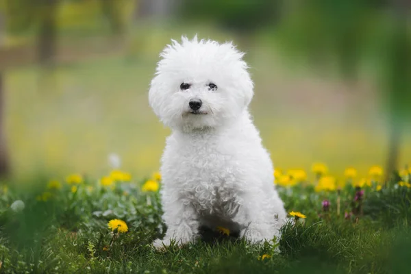 Bonito Filhote Cachorro Frise Bichon Jovem Está Sentado Prado Primavera — Fotografia de Stock