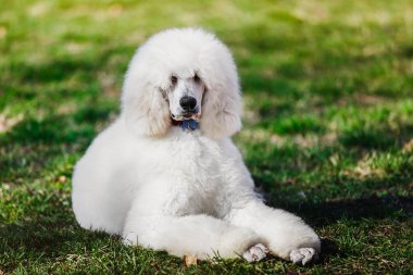 Beyaz kraliyet kanişi baharda yeşil bir çimenlikte dışarıda poz veriyor. Seçici odak