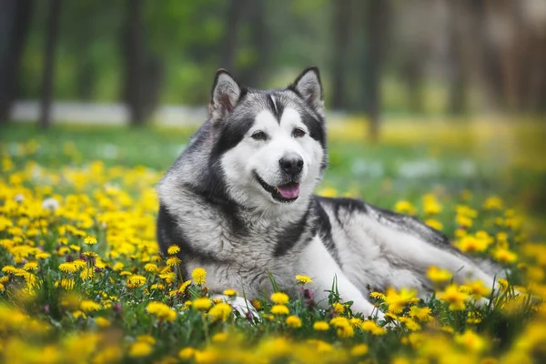 Alaskan Malamute Adult Dog Lying Blossoming Dandelion Meadow Selective Focus — Stock Photo, Image