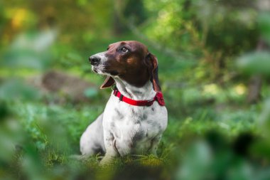 Dachshund itaatkar bir şekilde oturuyor ve sahibine bakıyor. Baharda güpegündüz parkta kırmızı bandana takan şirin bir Dachshund köpeği portresi. Seçici odak, boşluğu kopyala