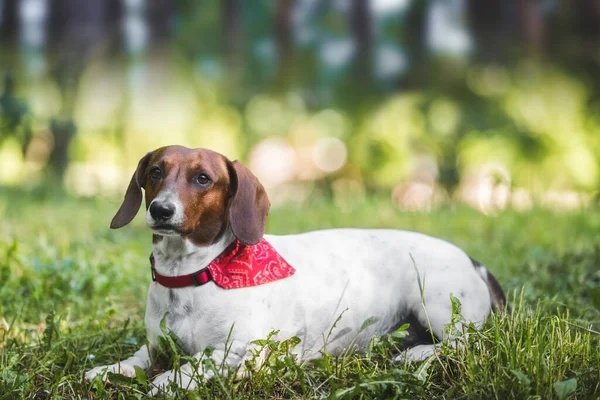 Πορτρέτο Του Σκύλου Dachshund Έξω Ένα Νεαρό Dachshund Που Φοράει — Φωτογραφία Αρχείου