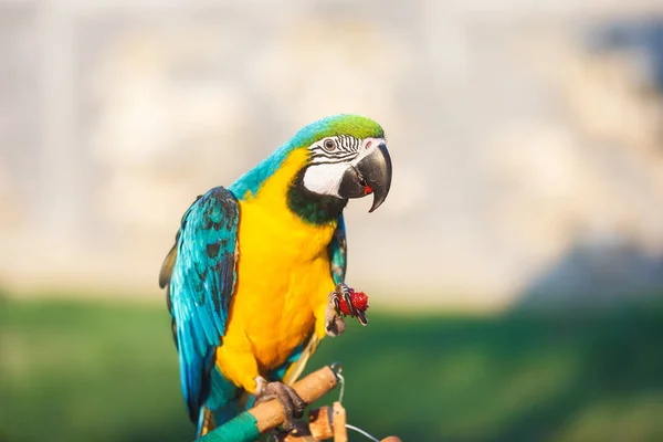 Modré Zlaté Macaw Dítě Mužské Macaw Dítě Sedí Doma Větvi Royalty Free Stock Fotografie