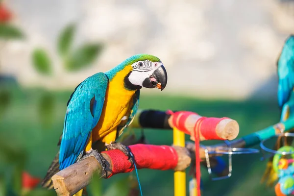 Krásné Modré Žluté Macaw Sedí Větvi Zahradě Ořechy Macaw Sedí Royalty Free Stock Obrázky