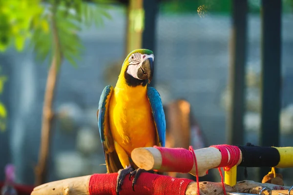 Krásné Macaw Dítě Modrý Žlutý Macaw Stojí Venku Větvích Pózuje Stock Obrázky