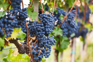 Cabernet Franc Grape Vine. Yazın sonlarında üzüm bağında olgunlaşmış Cabernet üzümleri. seçici odak, kopyalama alanı
