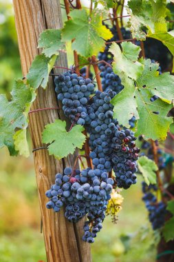 Cabernet Franc Üzümleri. Olgun Cabernet Franc üzümleri eski bir sarmaşıkta. Seçici odak, boşluğu kopyala