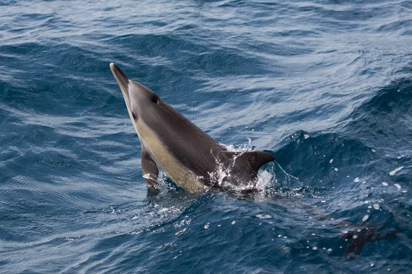 Gemeenschappelijke dolfijnen zwemmen in de Oceaan — Stockfoto