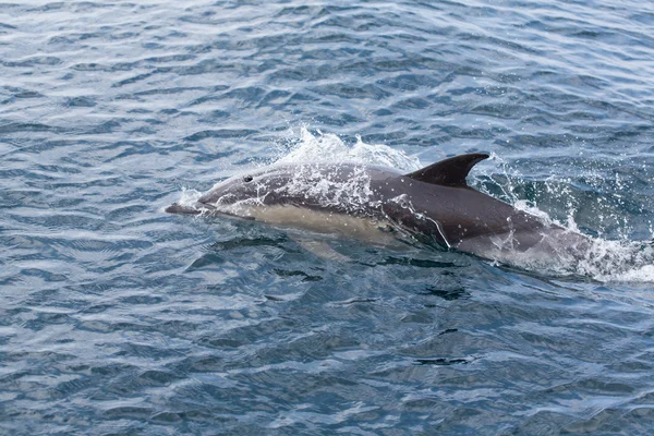 Delfines comunes nadando en el océano — Foto de Stock
