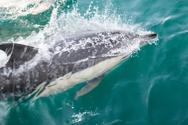 Vanliga delfiner simma i havet — Stockfoto