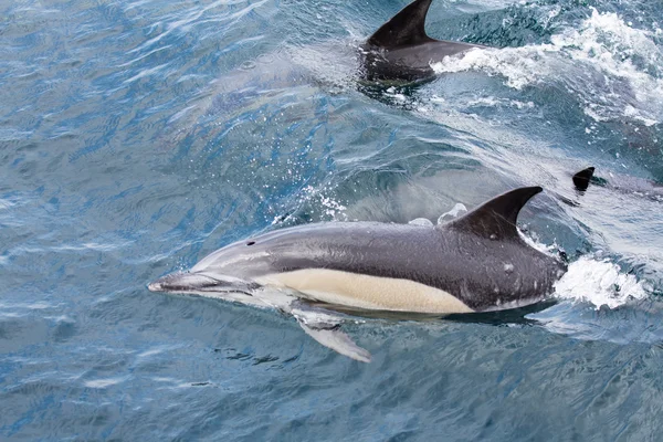 Delfini comuni che nuotano nell'oceano — Foto Stock