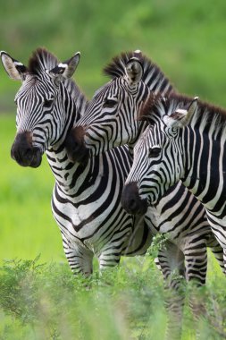 Zebra aile