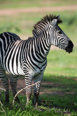 Zebra