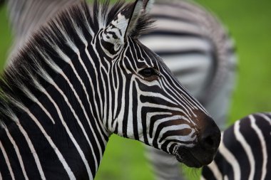 Zebra