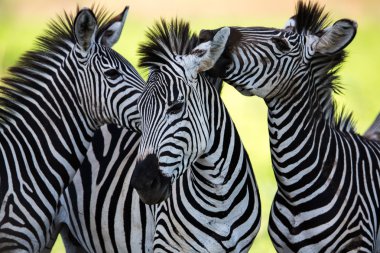 Zebras socialising and kissing clipart