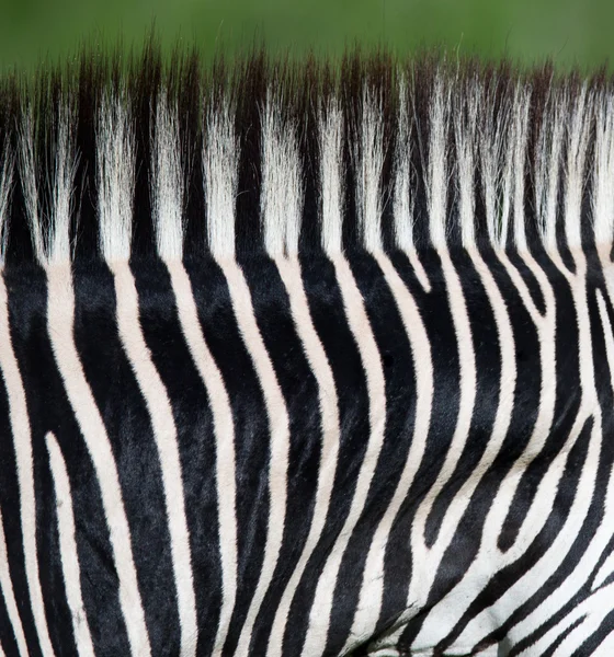 Wzór zebra szyi — Zdjęcie stockowe