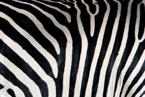 Vzor Zebra — Stock fotografie