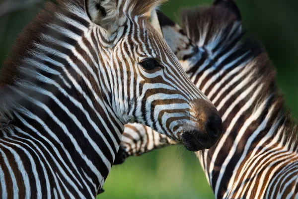 Zebra. — Fotografia de Stock