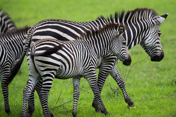A high resolution image of wild Zebras on safari in Africa