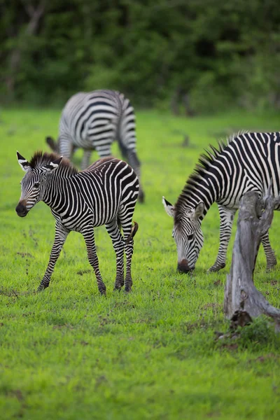 Família Zebra e bezerro — Fotografia de Stock
