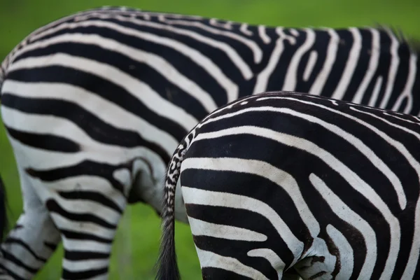 Zebra. — Fotografia de Stock