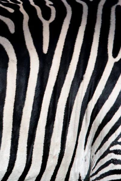 Zebra pattern Stock Image