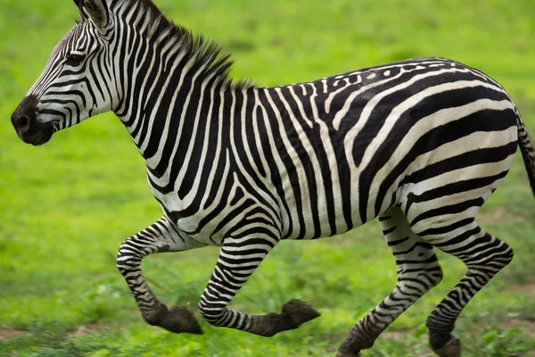 Zebra lizenzfreie Stockbilder